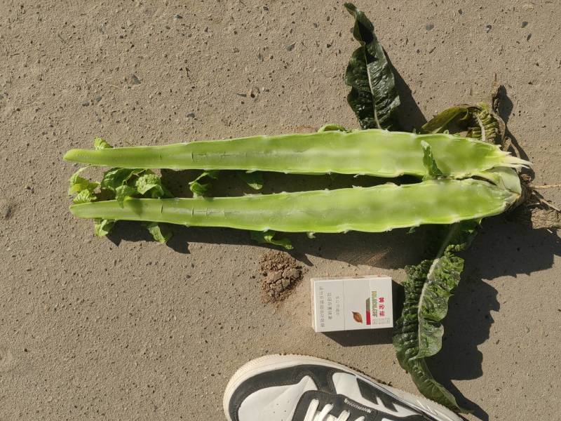 精品莴笋，红尖叶，无空心