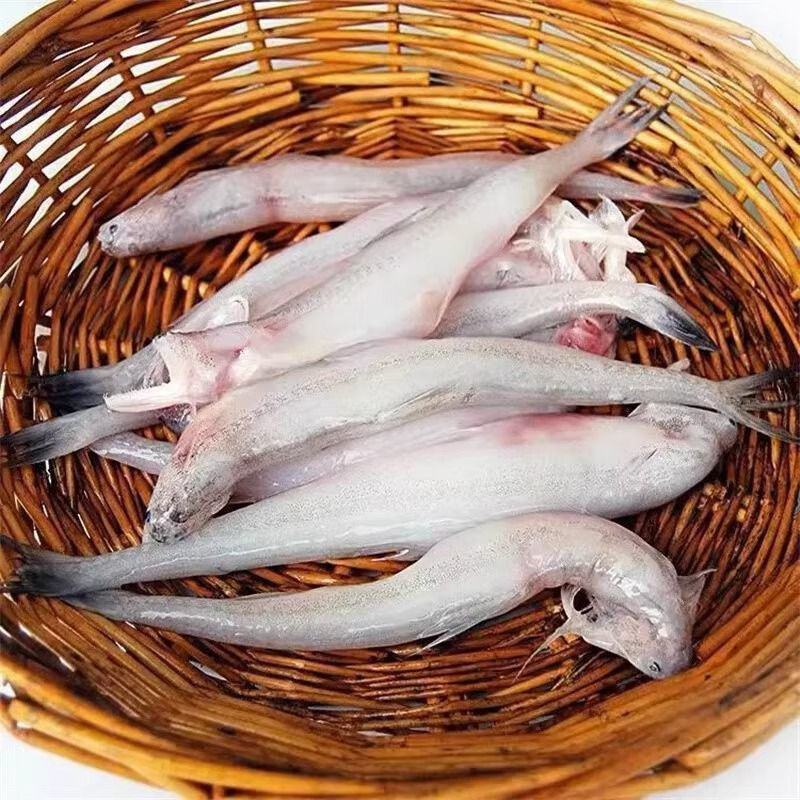 龙头鱼新鲜舟山特产豆腐鱼特大号海鲜鲜活冷冻水产九肚鱼生鲜