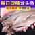 龙头鱼新鲜舟山特产豆腐鱼海鲜鲜活冷冻水产九肚鱼生鲜鱼
