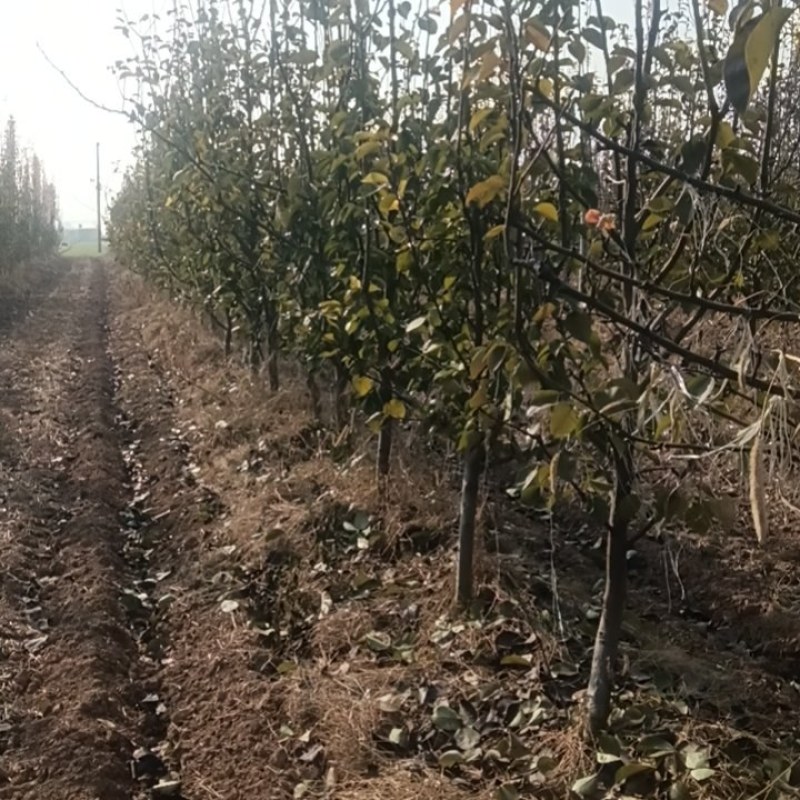 占地用梨树，根系好量大