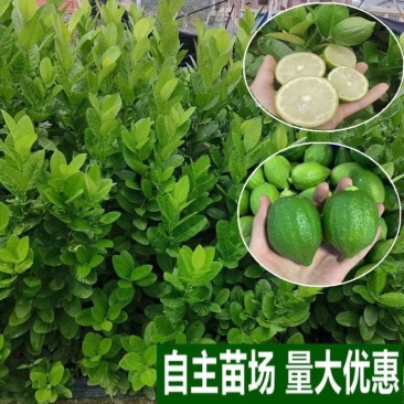 香水柠檬稼接苗台湾柠檬稼接苗本地柠檬稼接苗基地一手电联