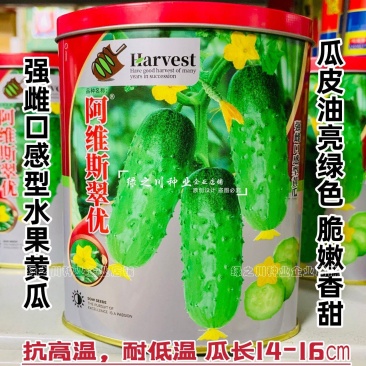 强雌水果黄瓜种子甜脆嫩阿维斯翠优黄瓜种子节节有瓜油亮