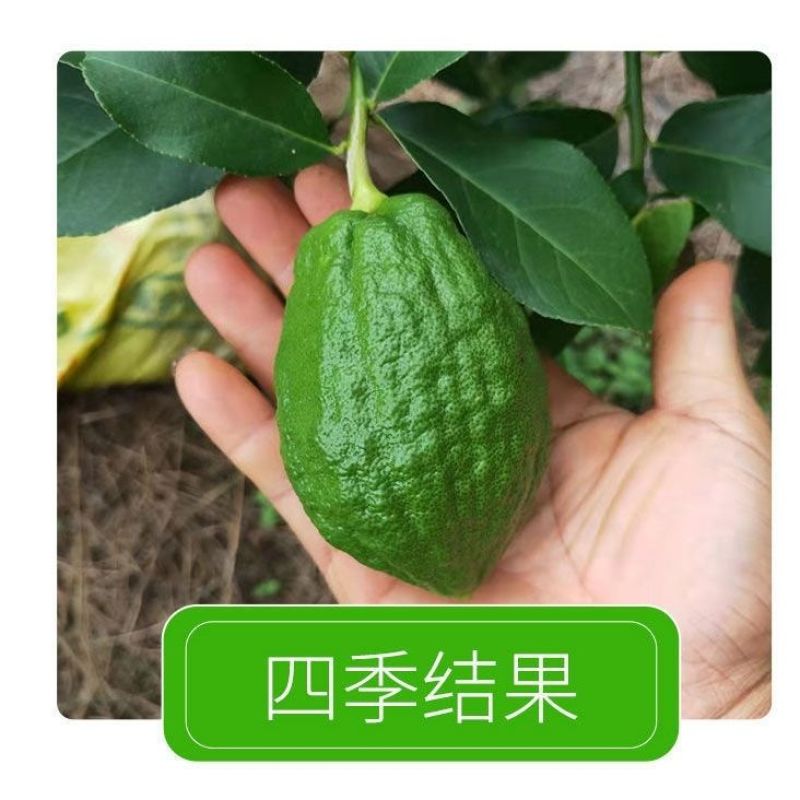 香水柠檬稼接苗台湾柠檬稼接苗本地柠檬稼接苗基地一手电联