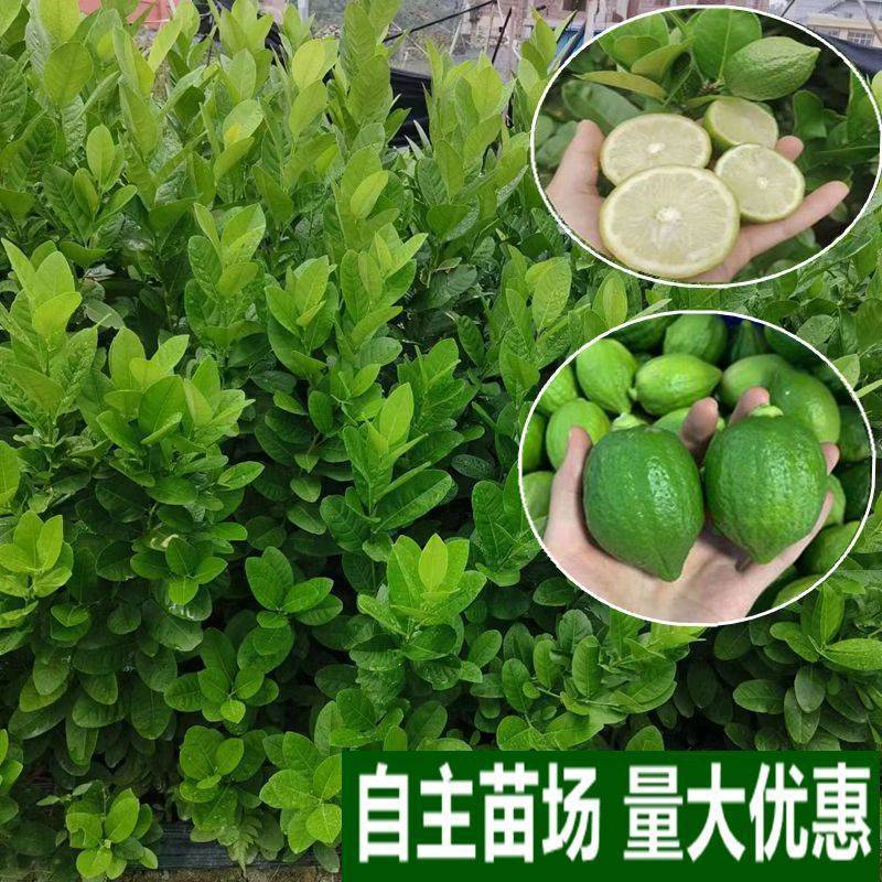 香水柠檬稼接苗台湾柠檬稼接苗本地柠檬稼接苗基地一手电联