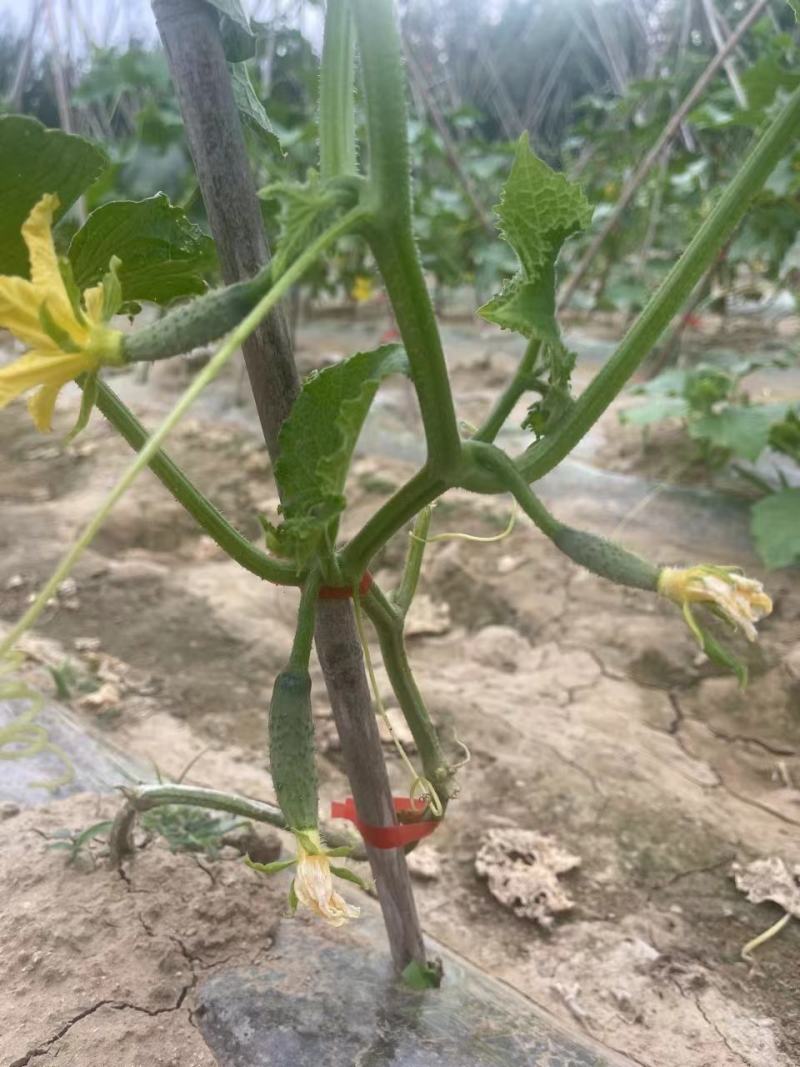 强雌水果黄瓜种子甜脆嫩阿维斯翠优黄瓜种子节节有瓜油亮