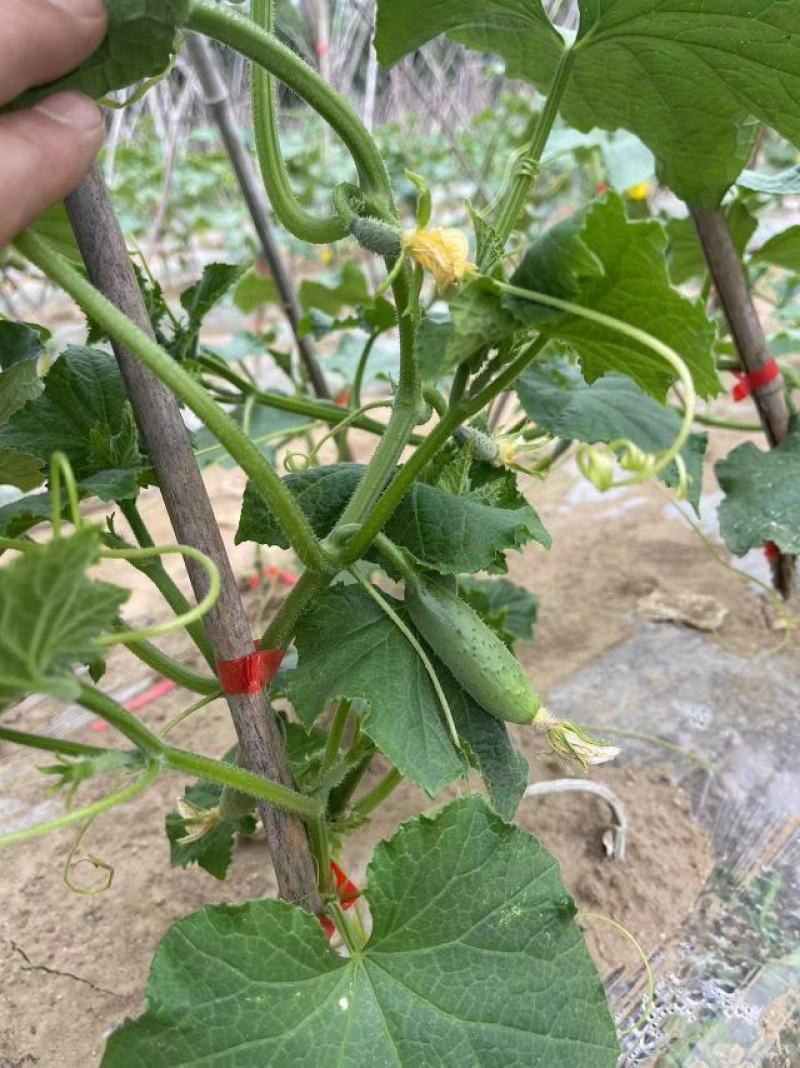 强雌水果黄瓜种子甜脆嫩阿维斯翠优黄瓜种子节节有瓜油亮