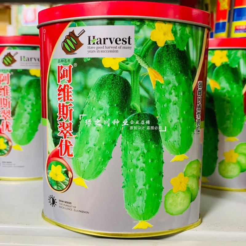 强雌水果黄瓜种子甜脆嫩阿维斯翠优黄瓜种子节节有瓜油亮