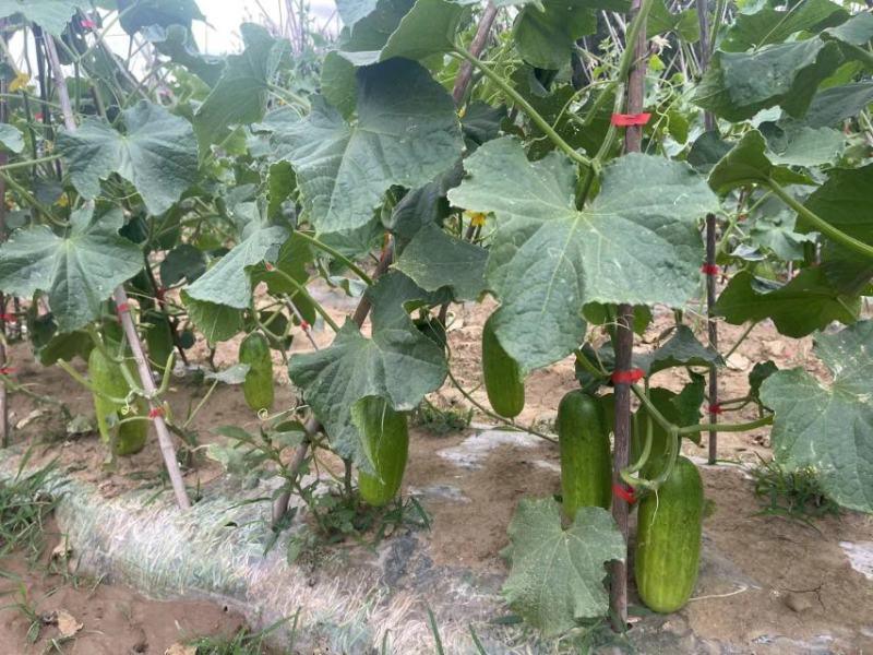 强雌水果黄瓜种子甜脆嫩阿维斯翠优黄瓜种子节节有瓜油亮