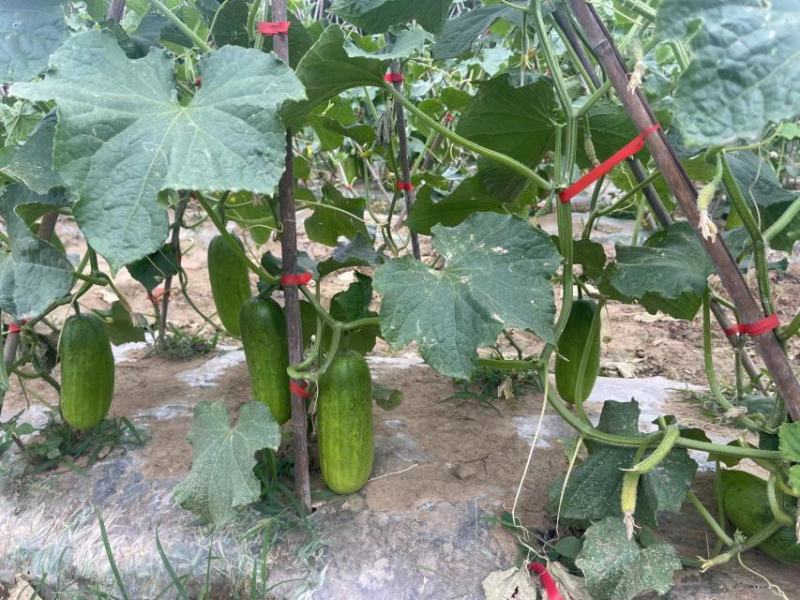 强雌水果黄瓜种子甜脆嫩阿维斯翠优黄瓜种子节节有瓜油亮