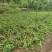野生移栽白芨
