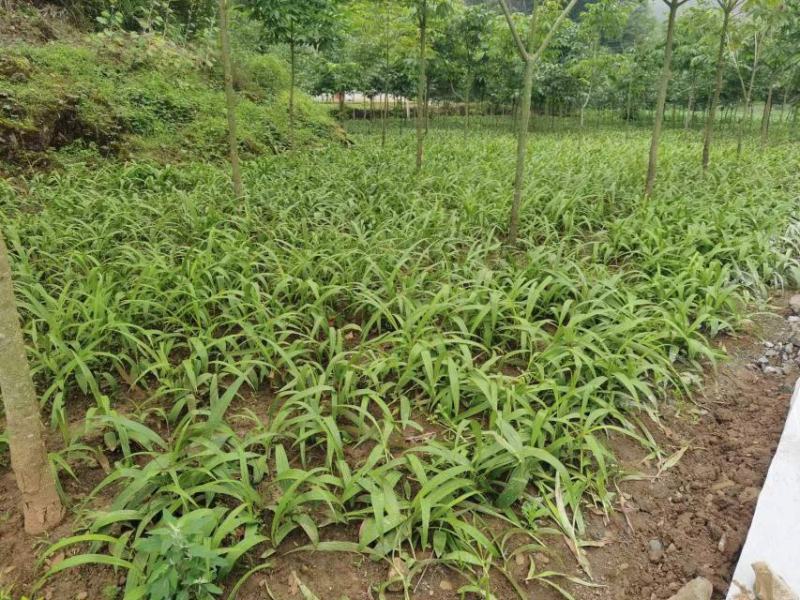 野生移栽白芨