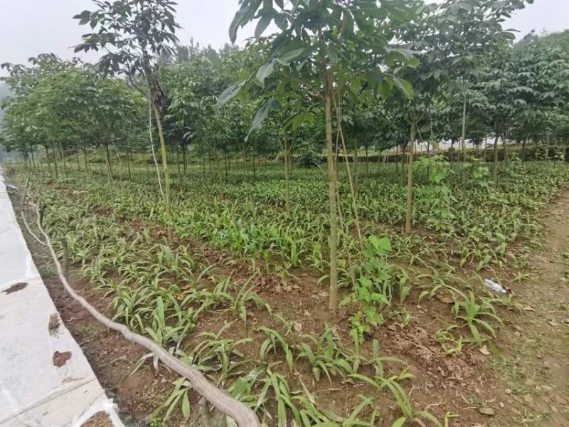 野生移栽白芨