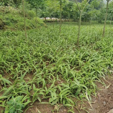 野生移栽白芨