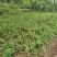 野生移栽白芨