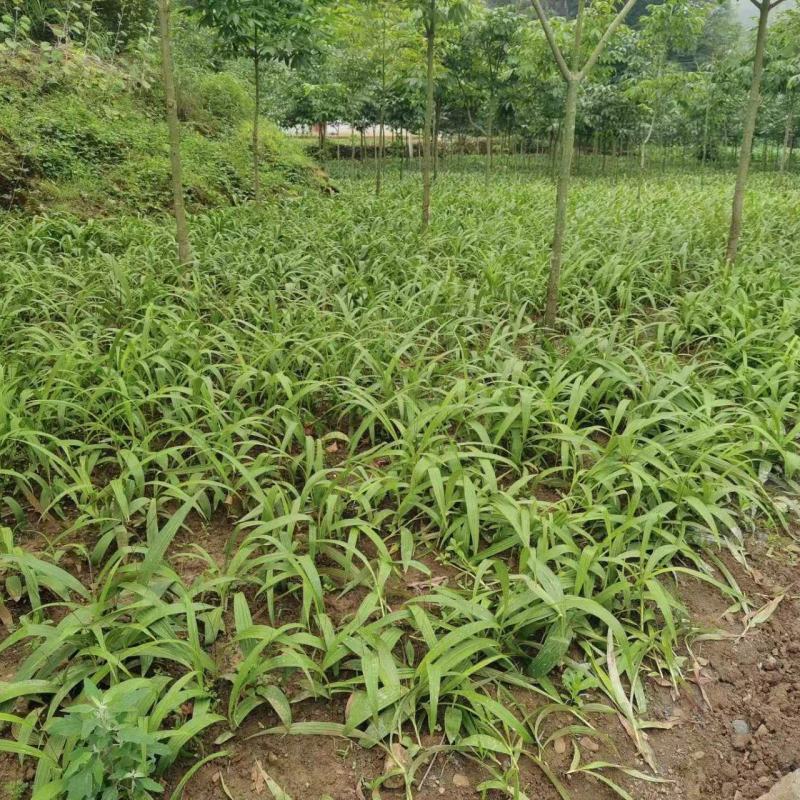 野生移栽白芨