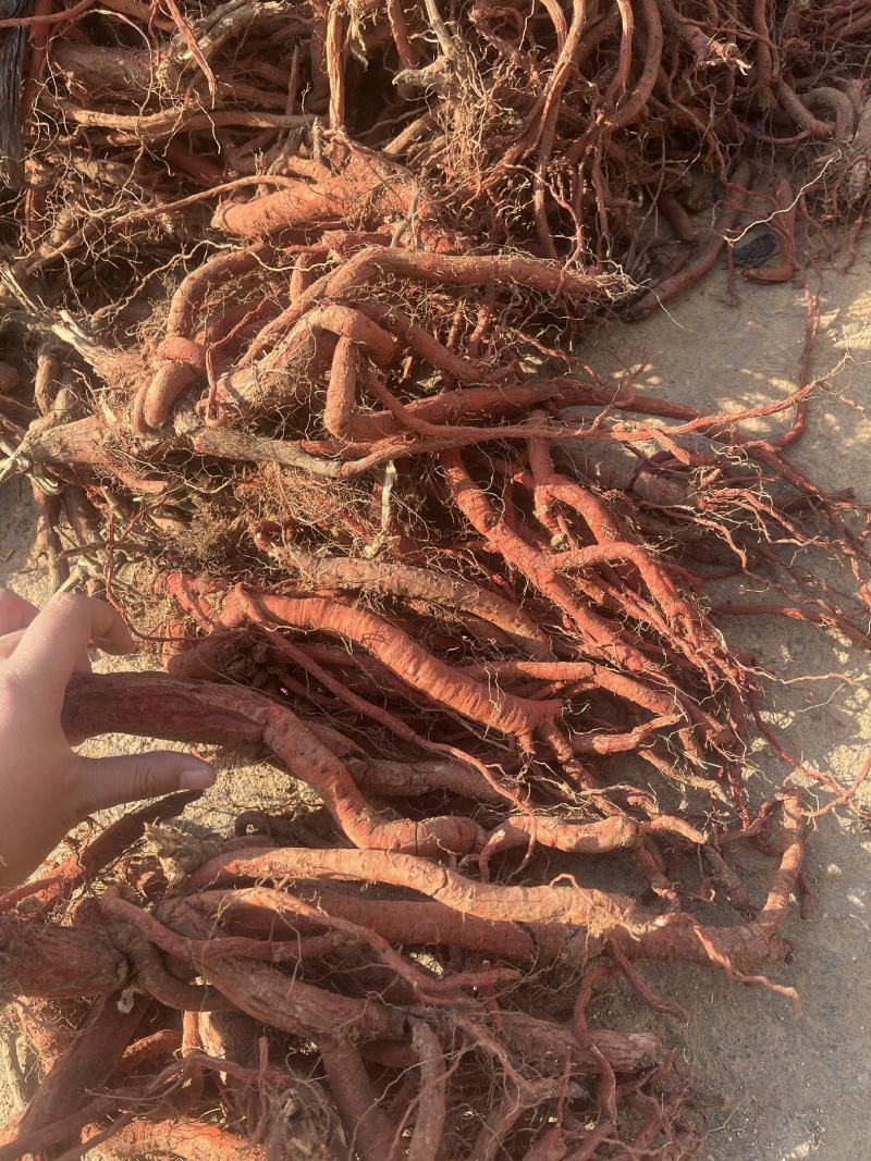 正宗丹参草药精品超高性价比不容错过