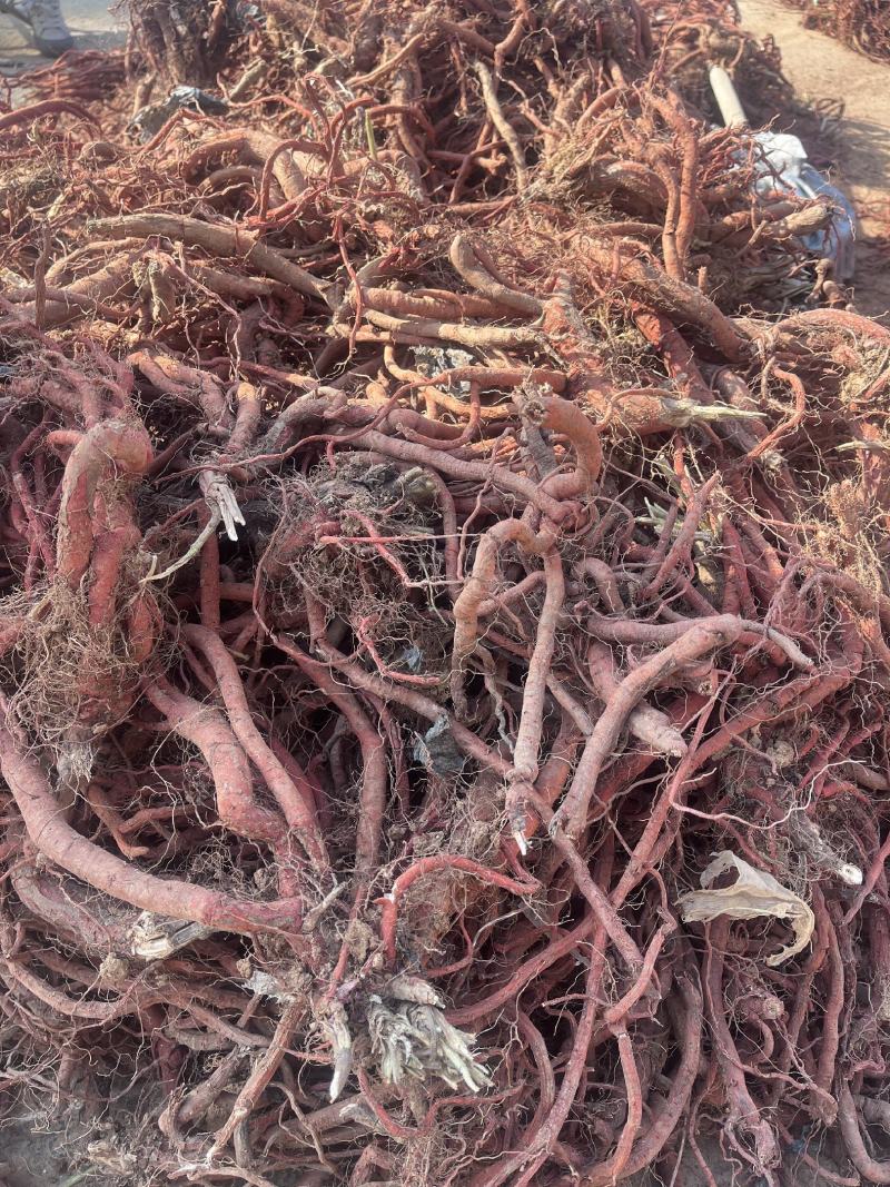 正宗丹参草药精品超高性价比不容错过
