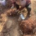 正宗丹参草药精品超高性价比不容错过