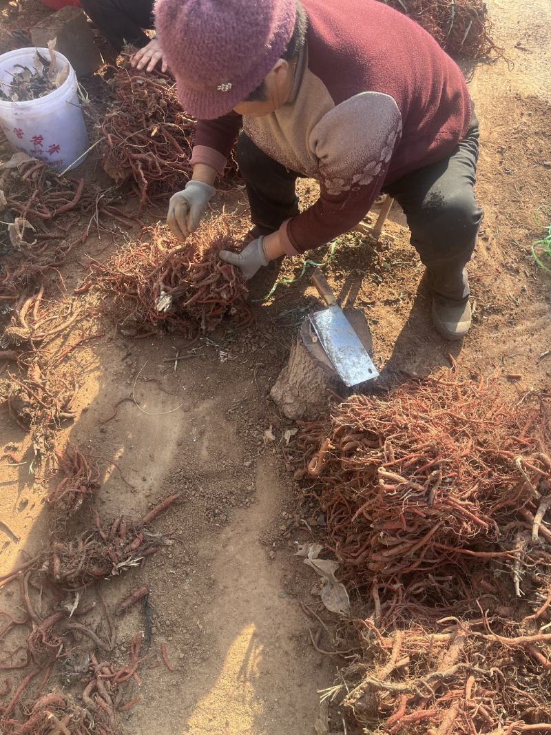 正宗丹参草药精品超高性价比不容错过