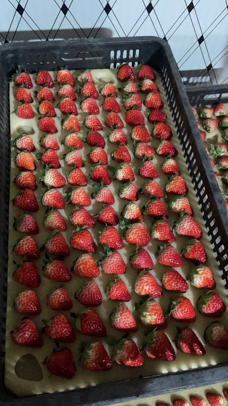 南通毛子草莓直供基地