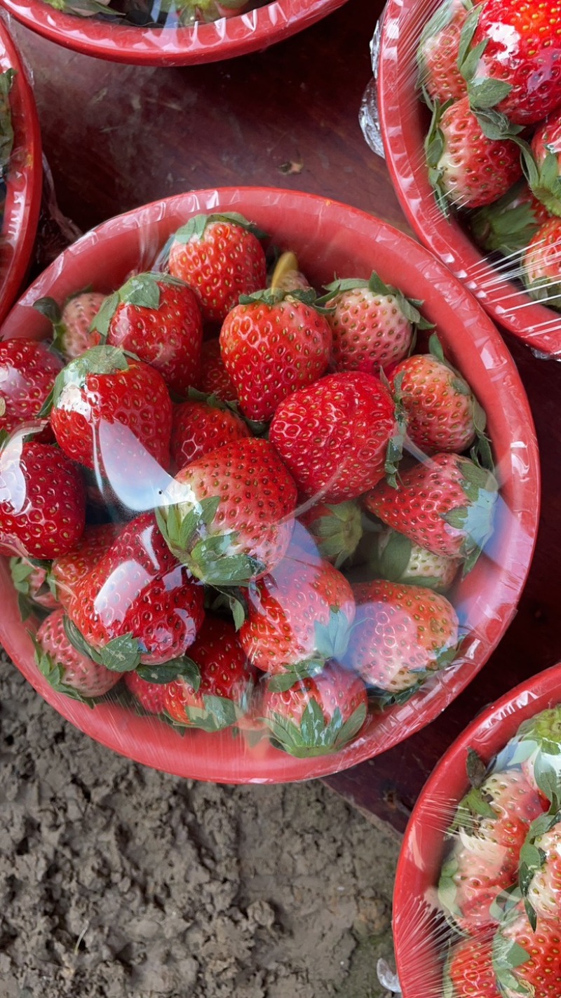 南通毛子草莓直供基地