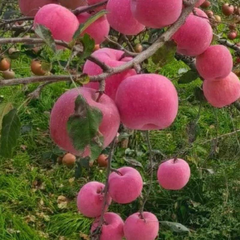 陕西洛川红富士苹果，颜色红，不打腊，果面干净，口感脆甜