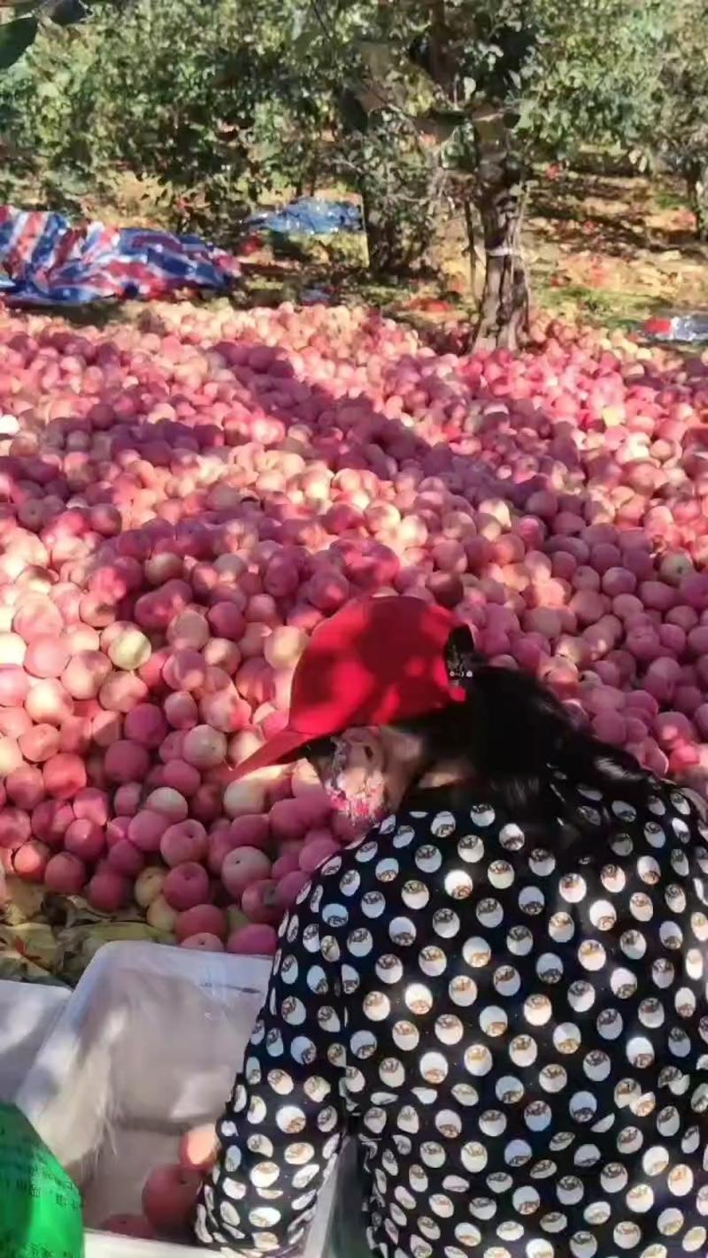 陕西洛川红富士苹果，颜色红，不打腊，果面干净，口感脆甜