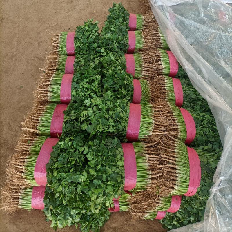 铁杆青香菜中叶香菜储存各种包装发往各地市场欢迎来电