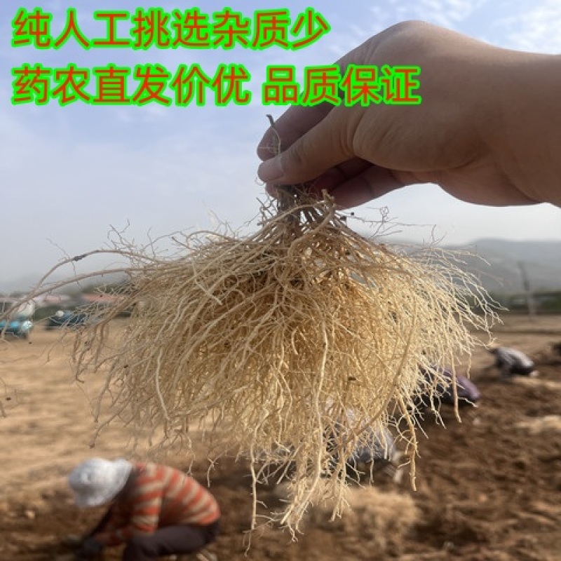 沂蒙山产地直发自家种植徐长卿逍遥竹干净无杂质