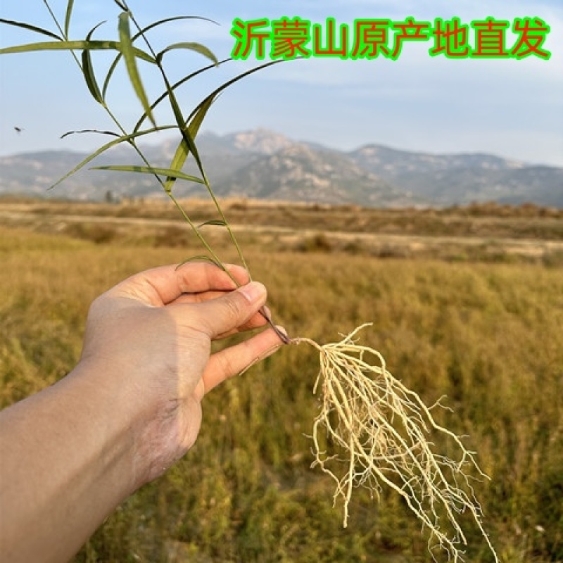 沂蒙山产地直发自家种植徐长卿逍遥竹干净无杂质