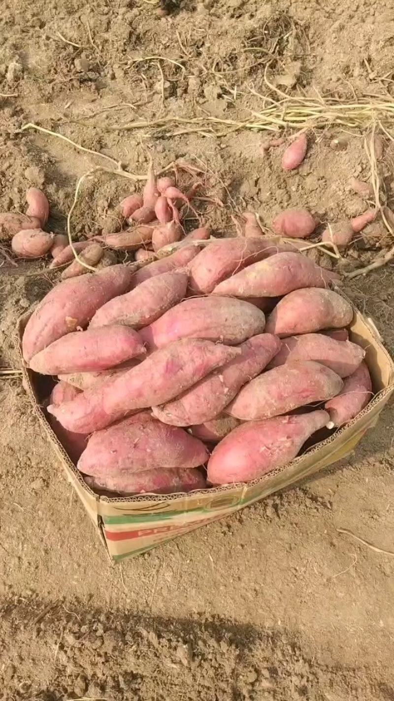 精品西瓜红