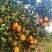 士纽荷，正宗土货品种，闻着青香，吃着香甜，永久留香，水果