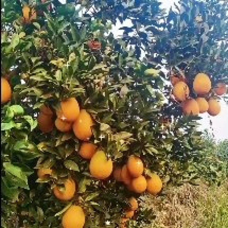士纽荷，正宗土货品种，闻着青香，吃着香甜，永久留香，水果