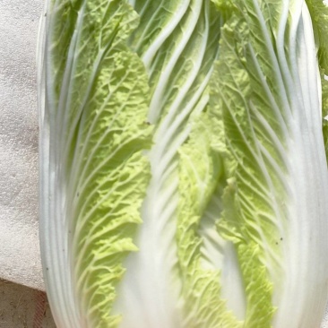 白菜(义和秋)质优价廉，货源充足，产地直销，欢迎前来订购