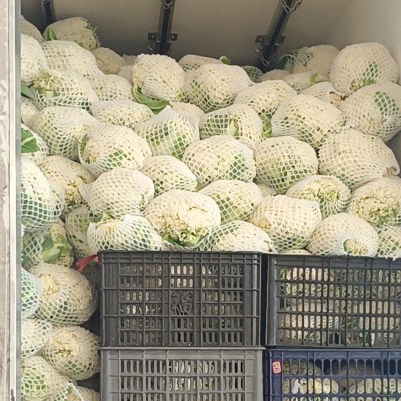 福建松花菜漳浦青梗菜花80天小米花大量上市提供冷库和包装
