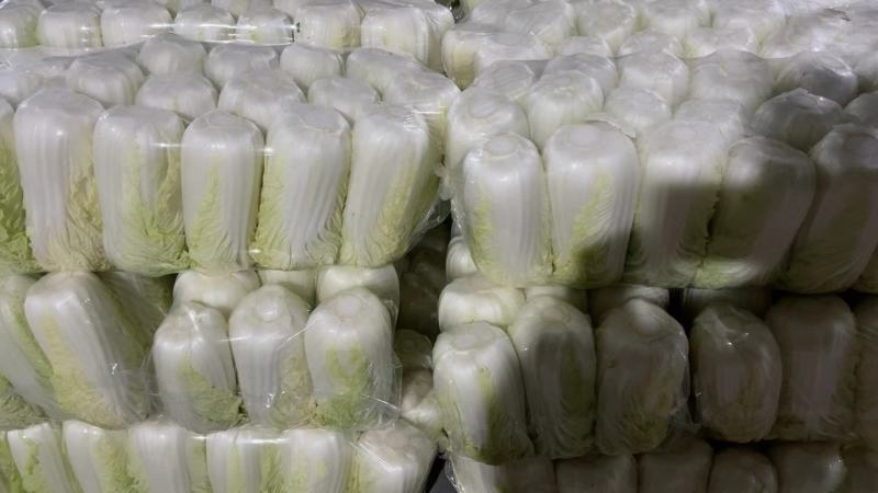 江苏东台大娃娃菜大量上市，货源充足，欢迎致电联系