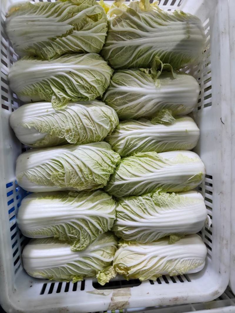 江苏东台大娃娃菜大量上市，货源充足，欢迎致电联系