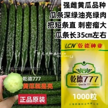 乾德777黄瓜种子绿肉强雌油亮型密刺长黄瓜种子绿瓤把短