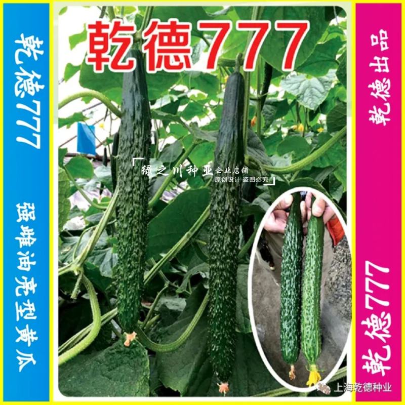 乾德777黄瓜种子绿肉强雌油亮型密刺长黄瓜种子绿瓤把短