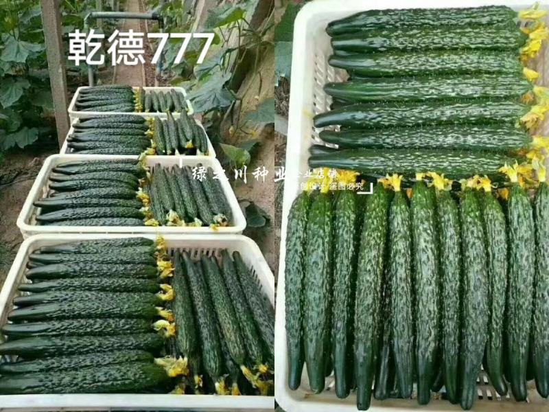 乾德777黄瓜种子绿肉强雌油亮型密刺长黄瓜种子绿瓤把短