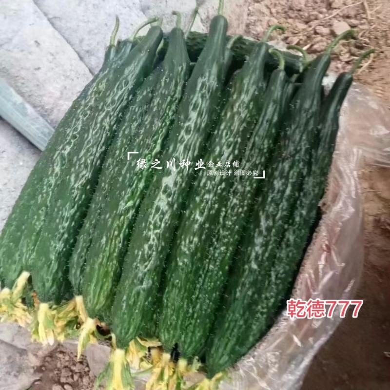 乾德777黄瓜种子绿肉强雌油亮型密刺长黄瓜种子绿瓤把短