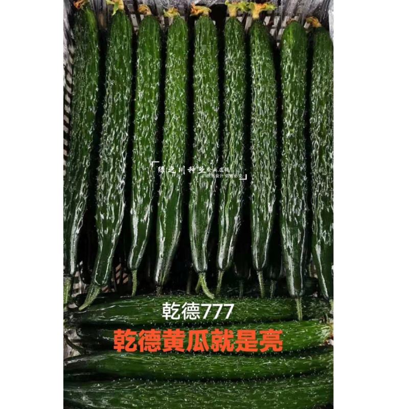 乾德777黄瓜种子绿肉强雌油亮型密刺长黄瓜种子绿瓤把短