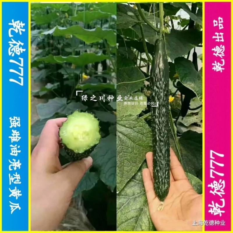 乾德777黄瓜种子绿肉强雌油亮型密刺长黄瓜种子绿瓤把短