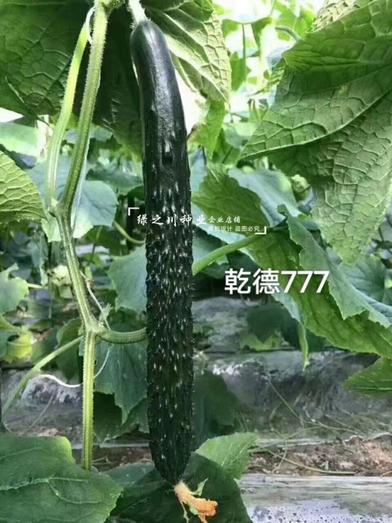 乾德777黄瓜种子绿肉强雌油亮型密刺长黄瓜种子绿瓤把短