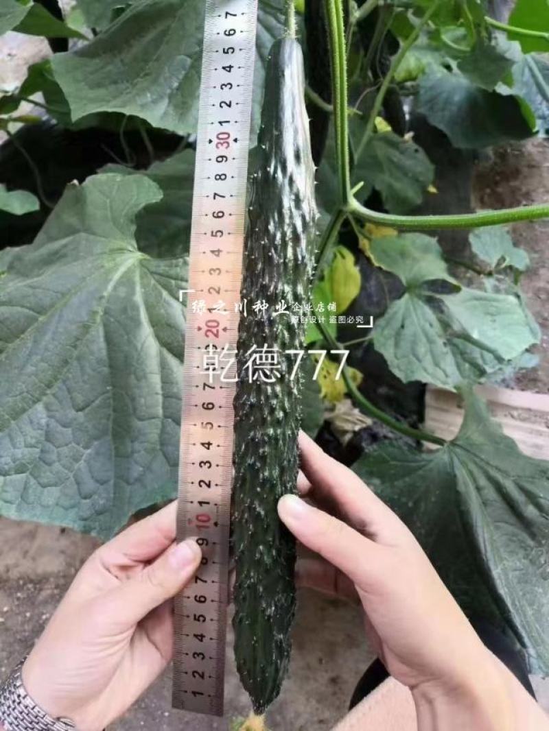 乾德777黄瓜种子绿肉强雌油亮型密刺长黄瓜种子绿瓤把短