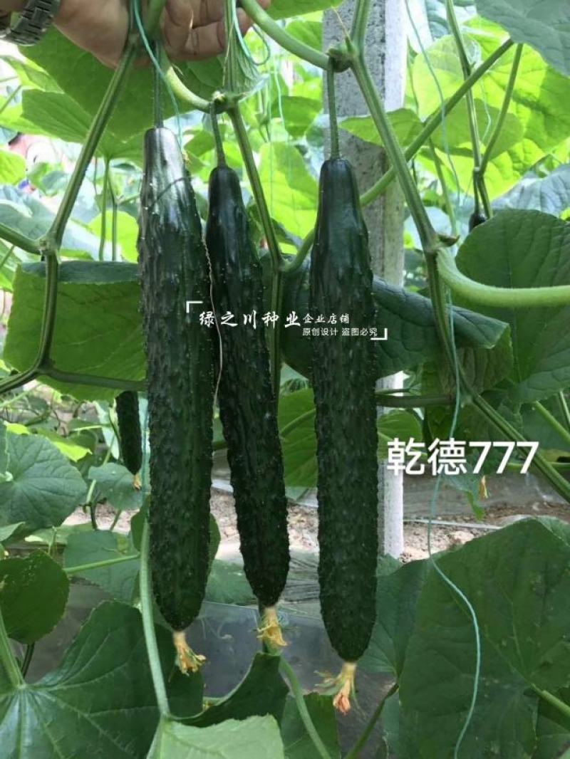 乾德777黄瓜种子绿肉强雌油亮型密刺长黄瓜种子绿瓤把短