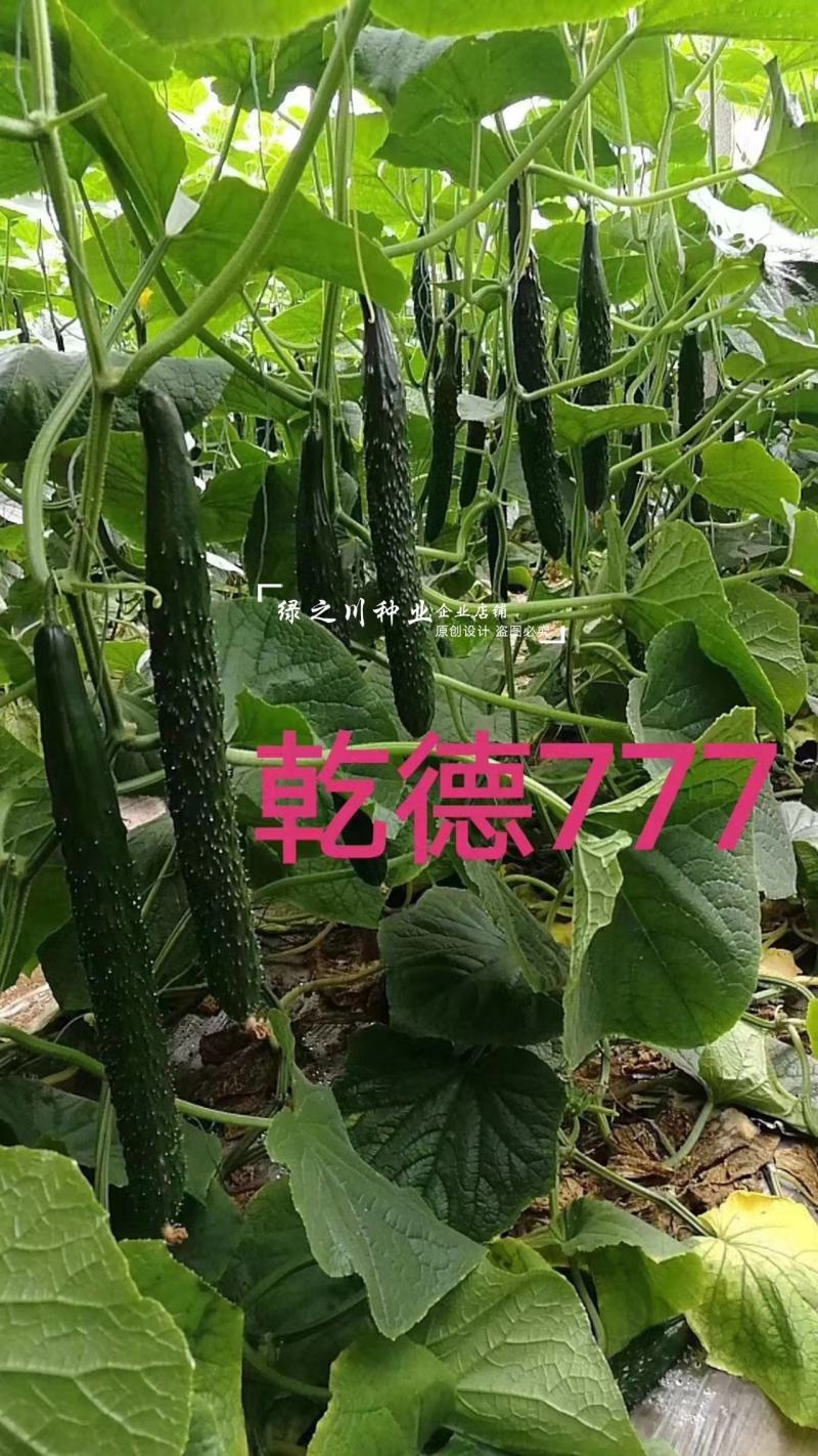 乾德777黄瓜种子绿肉强雌油亮型密刺长黄瓜种子绿瓤把短