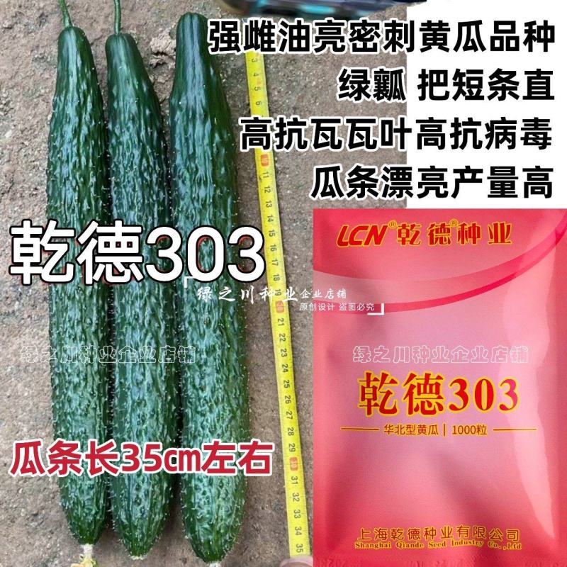 乾德303黄瓜种子强雌油亮密刺黄瓜种子绿肉绿瓤青瓜种子