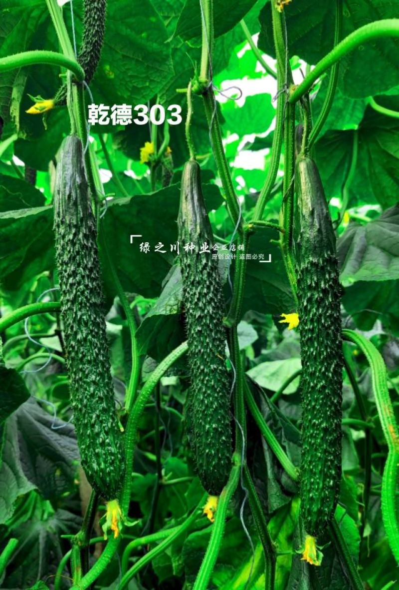 乾德303黄瓜种子强雌油亮密刺黄瓜种子绿肉绿瓤青瓜种子