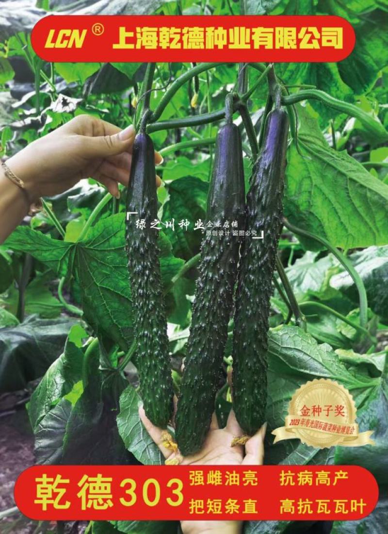 乾德303黄瓜种子强雌油亮密刺黄瓜种子绿肉绿瓤青瓜种子